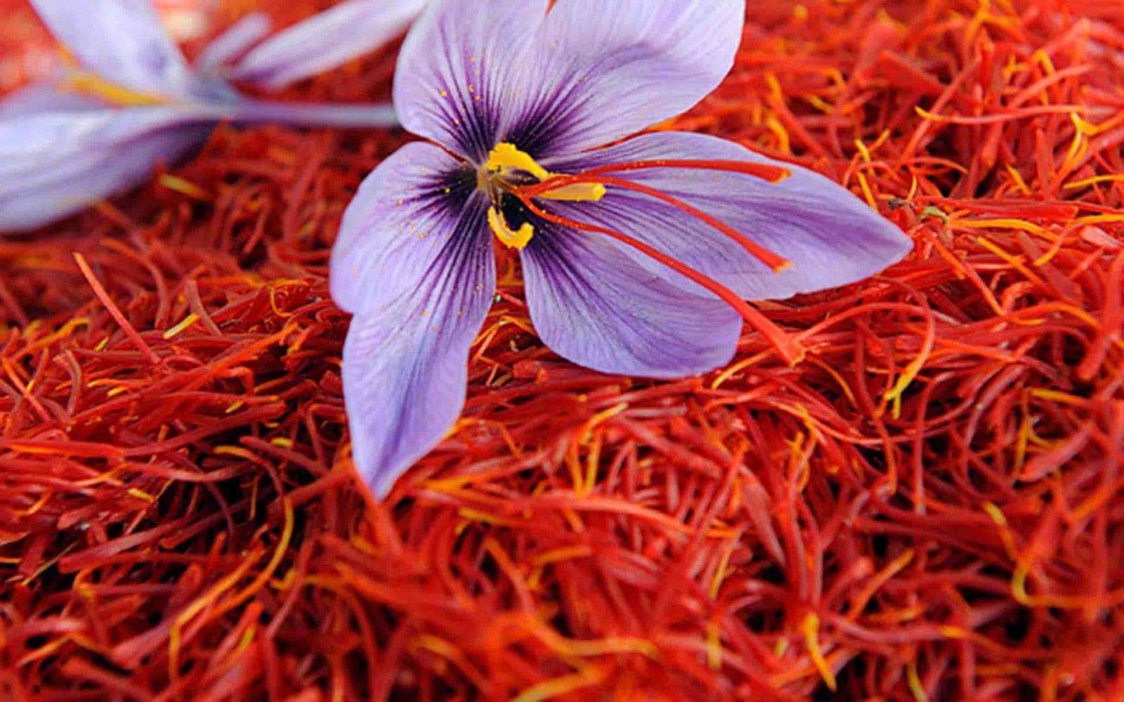 Saffron, the red gold of Iran